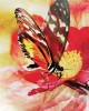 Butterfly Affirmations Κάρτες Μαντείας